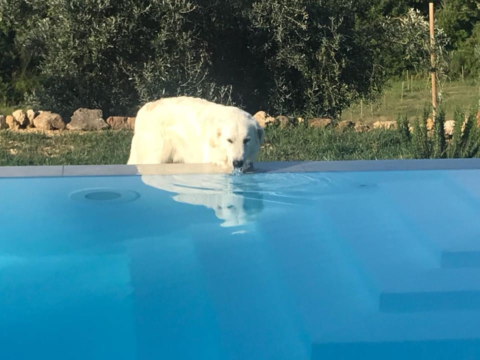 Pets, Swimming pool, Swimming pool