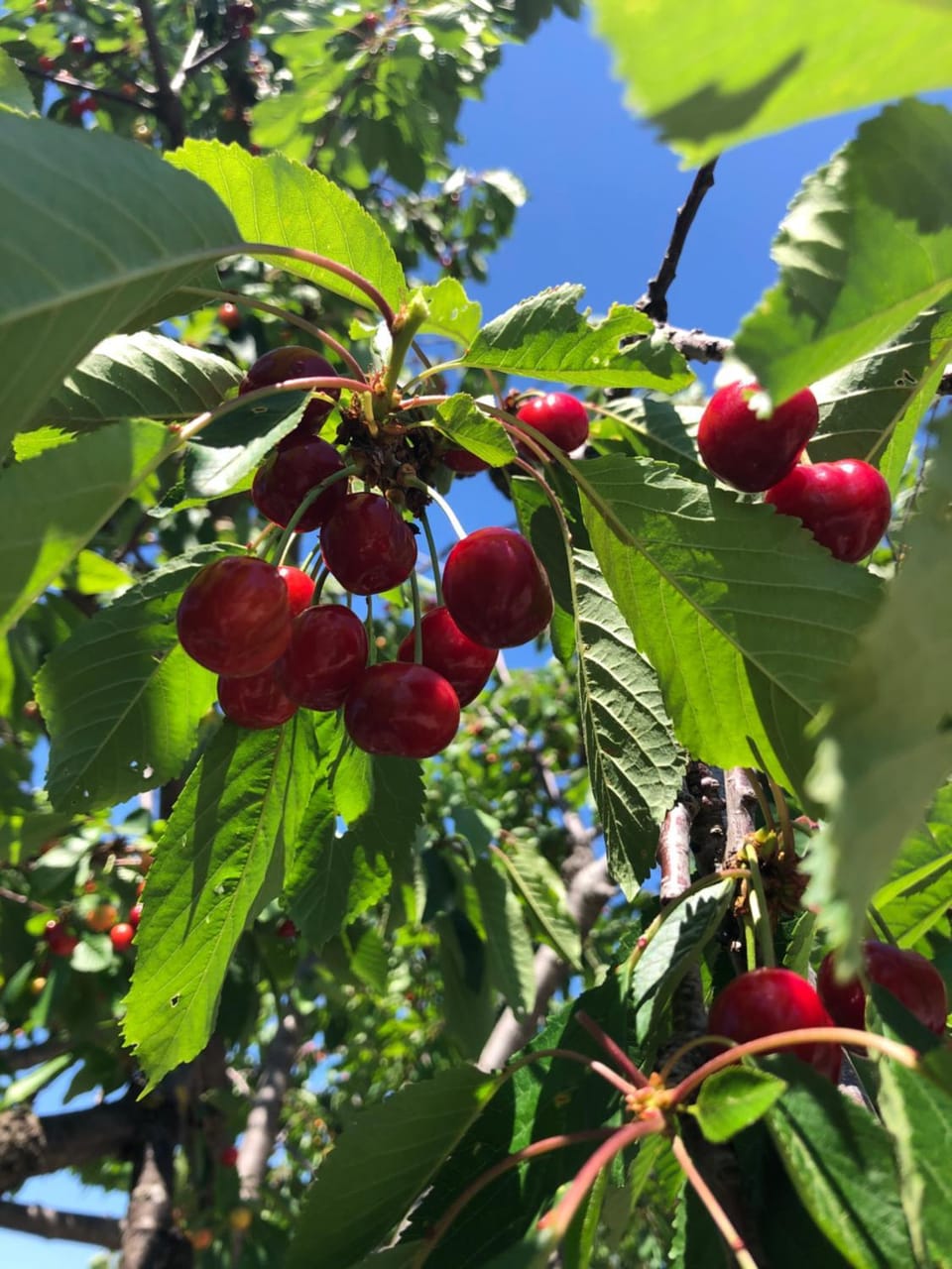 Spring, On site, Food