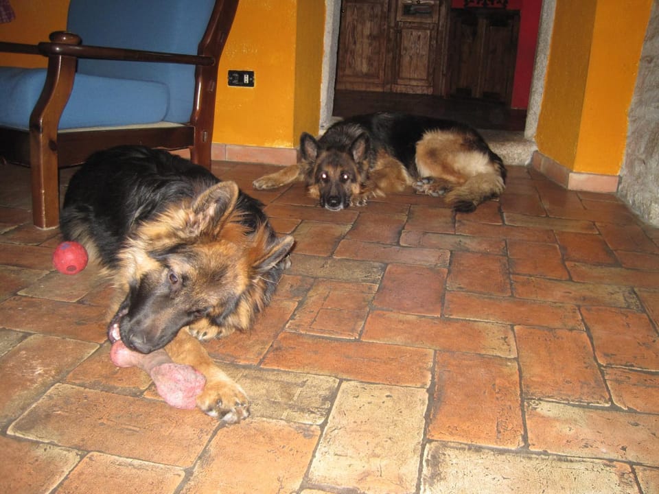 Pets