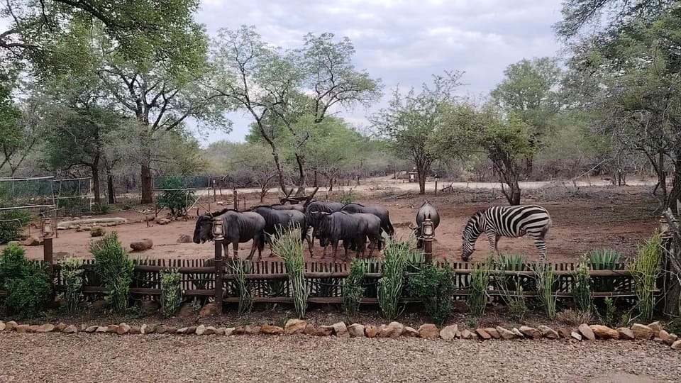 Animals