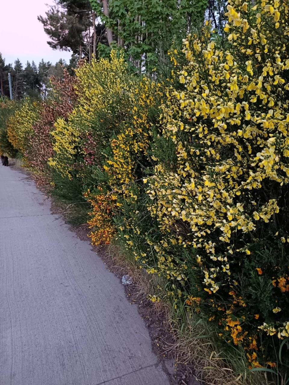 Spring