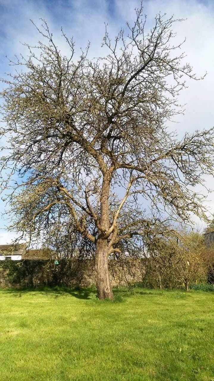 Castletownmoor Clinic & Permaculture Farm Bed and Breakfast in Meath, Co. Meath, Ireland