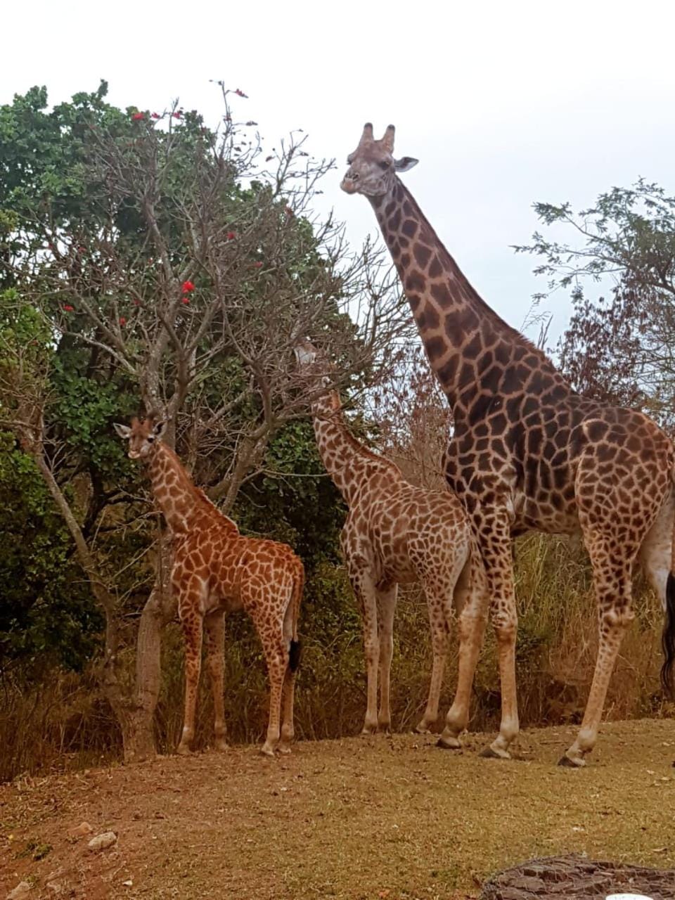Animals