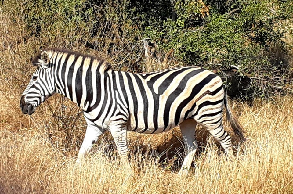 Animals