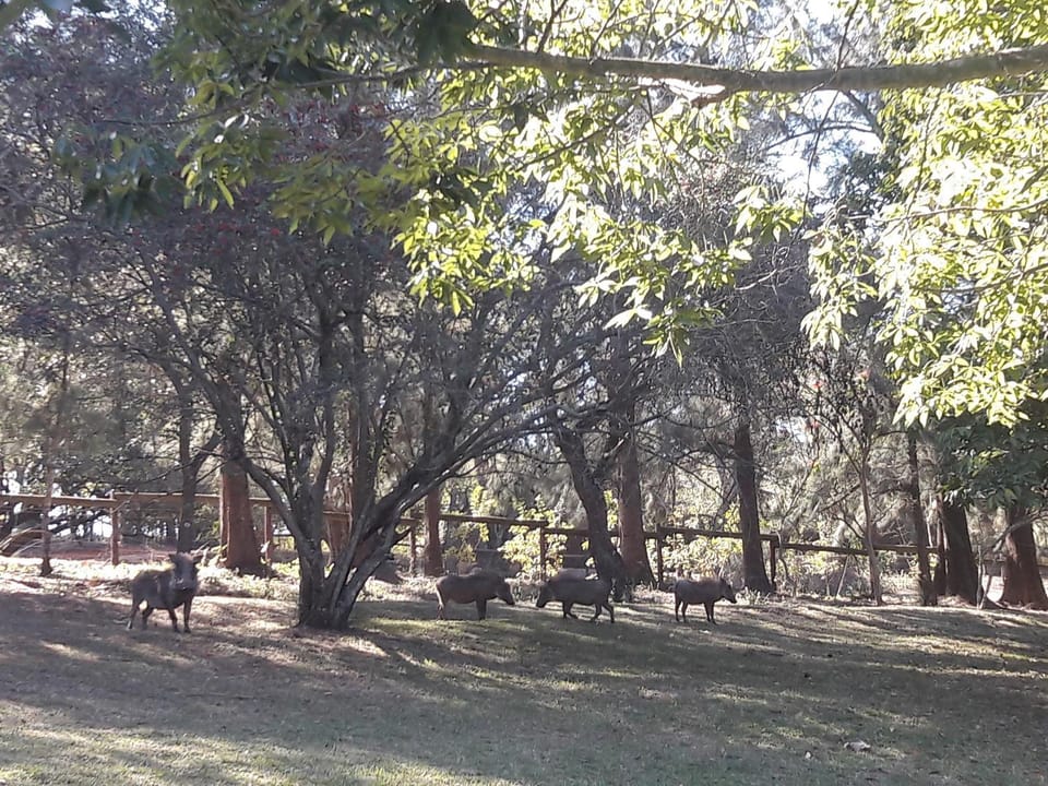 Animals