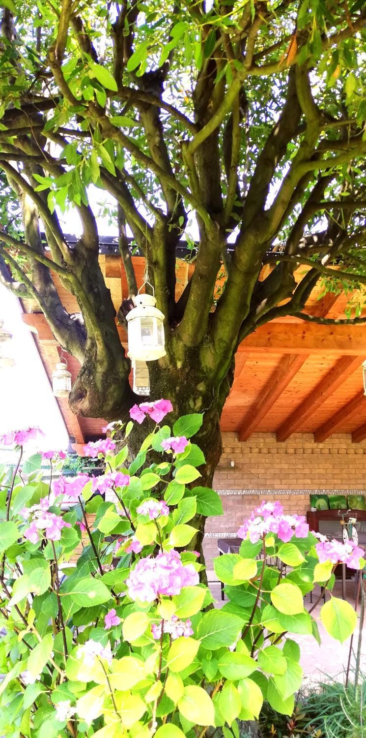 Spring, Garden, Garden, Garden view