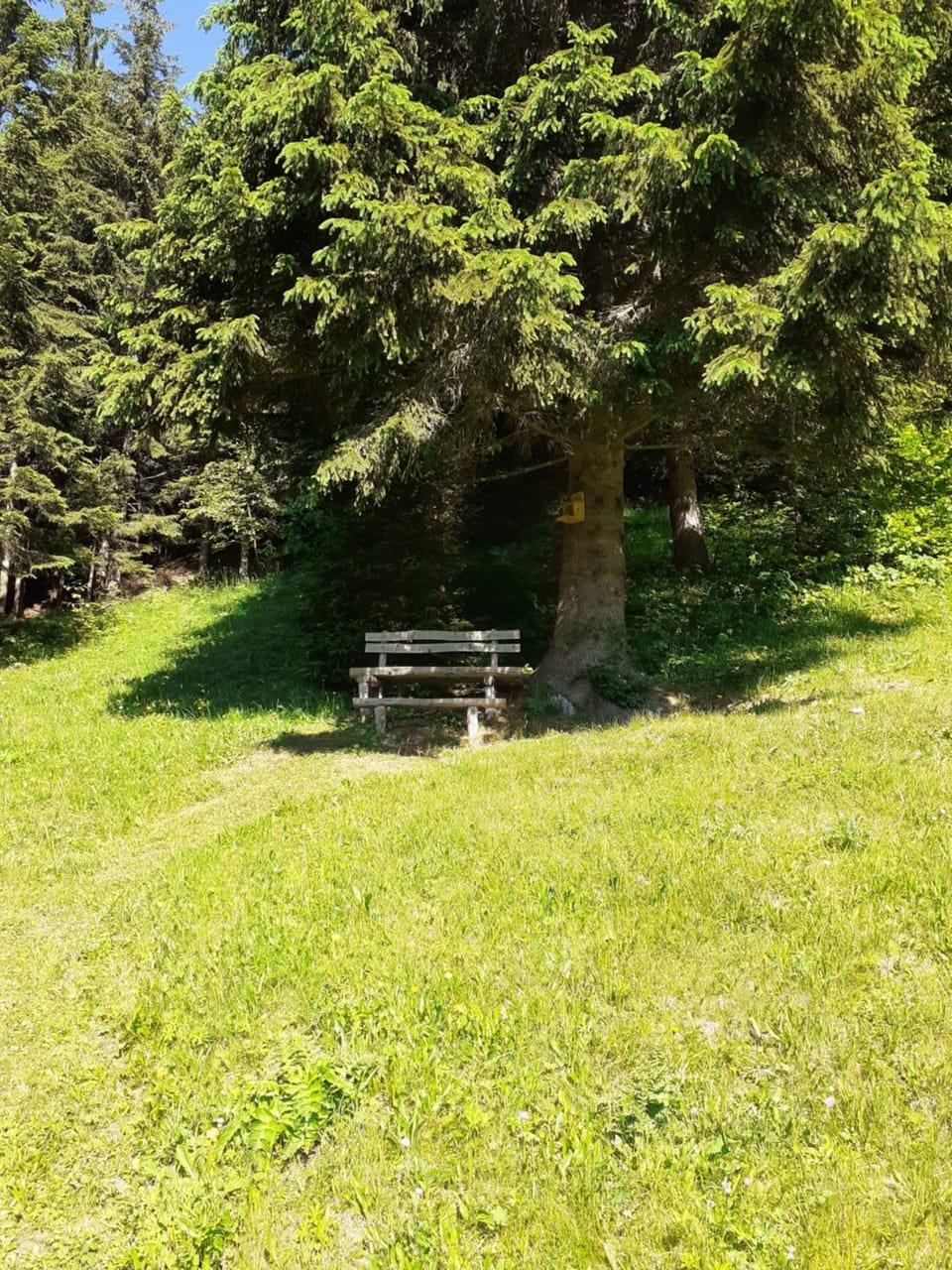 Spring, Day, Natural landscape, Garden, Garden view