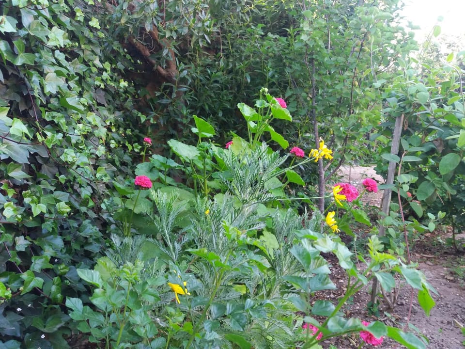 Garden view