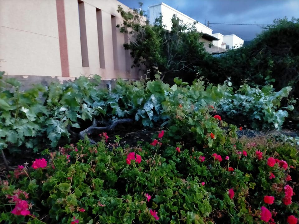 Facade/entrance, Garden