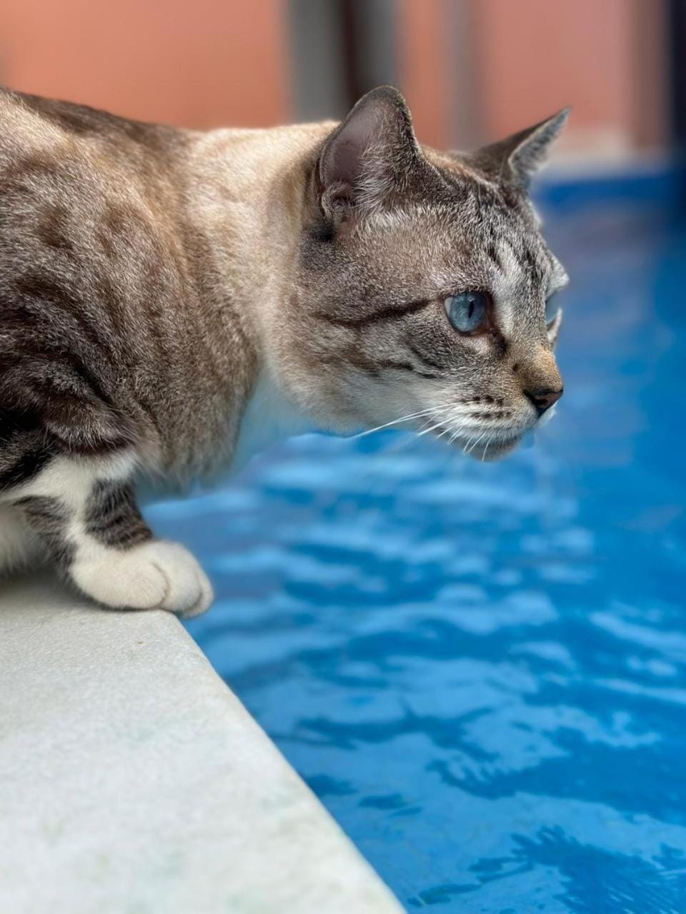 Pets, Swimming pool