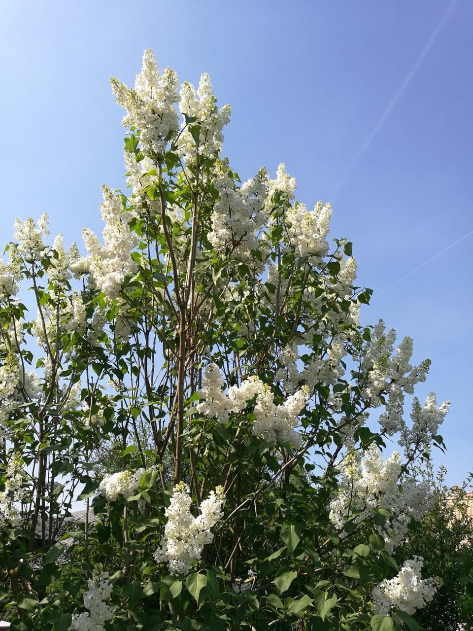 Spring, Garden