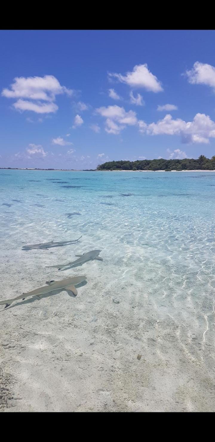 Chez Taia Bed and Breakfast in French Polynesia