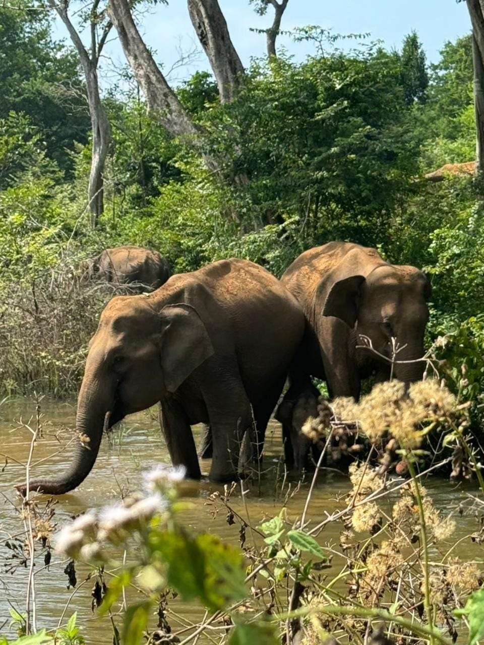 Wild River Side Nature lodge in Southern Province