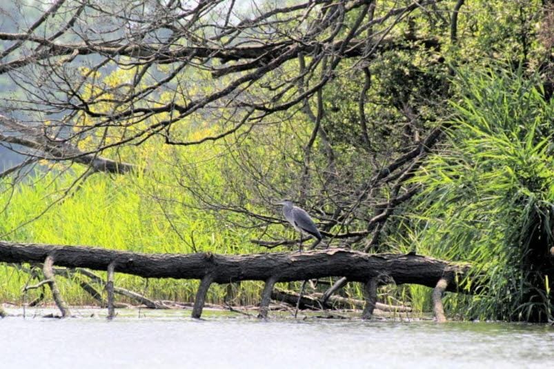 Natural landscape