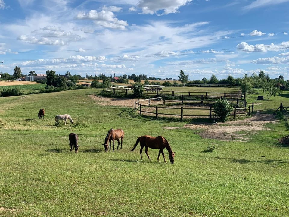 Activities, Horse-riding, Horse-riding, View (from property/room), Animals, Pets, Area and facilities, Sports, Entertainment, group of guests, Family