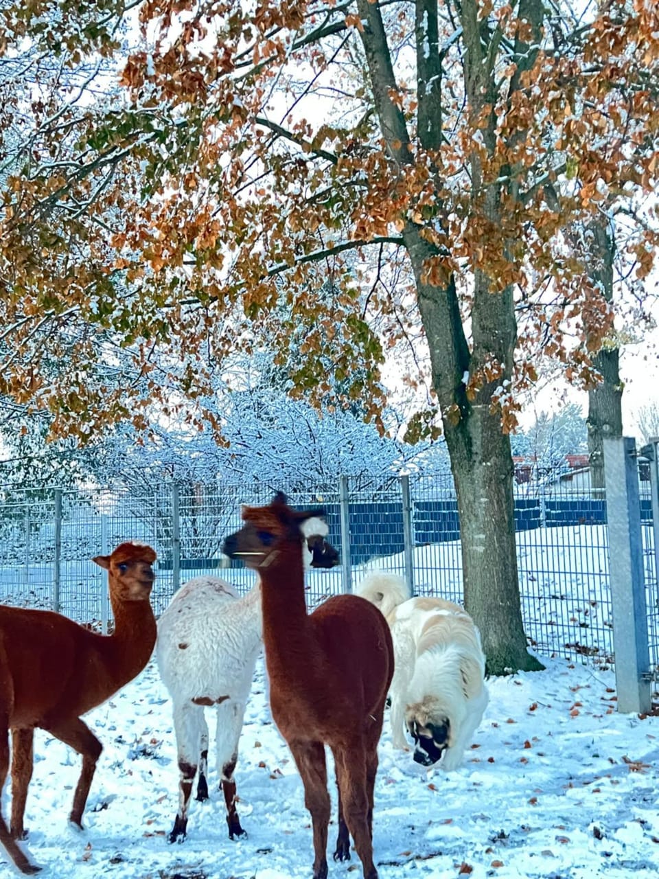 Winter, Animals