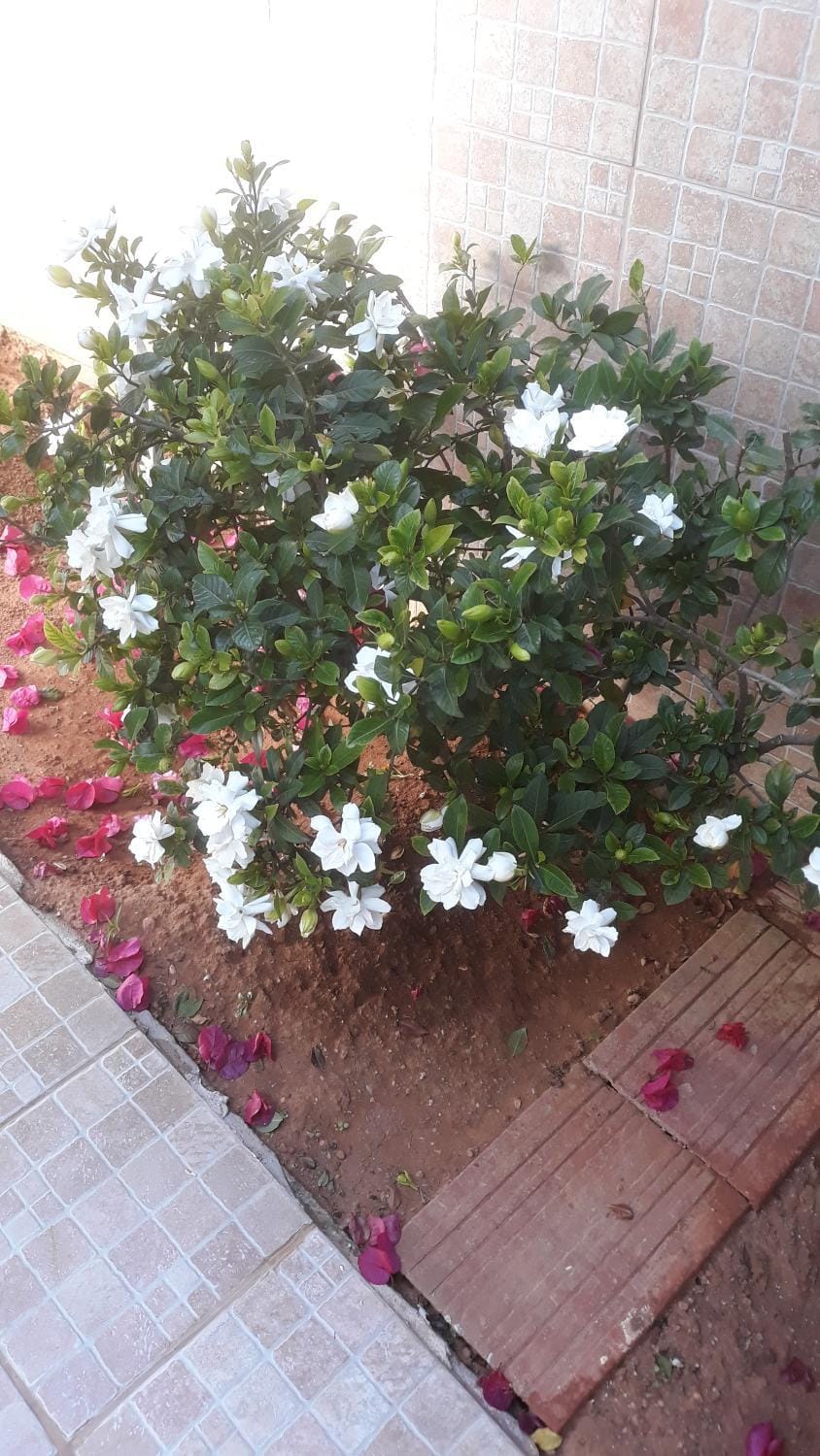 Garden, Garden, Garden view