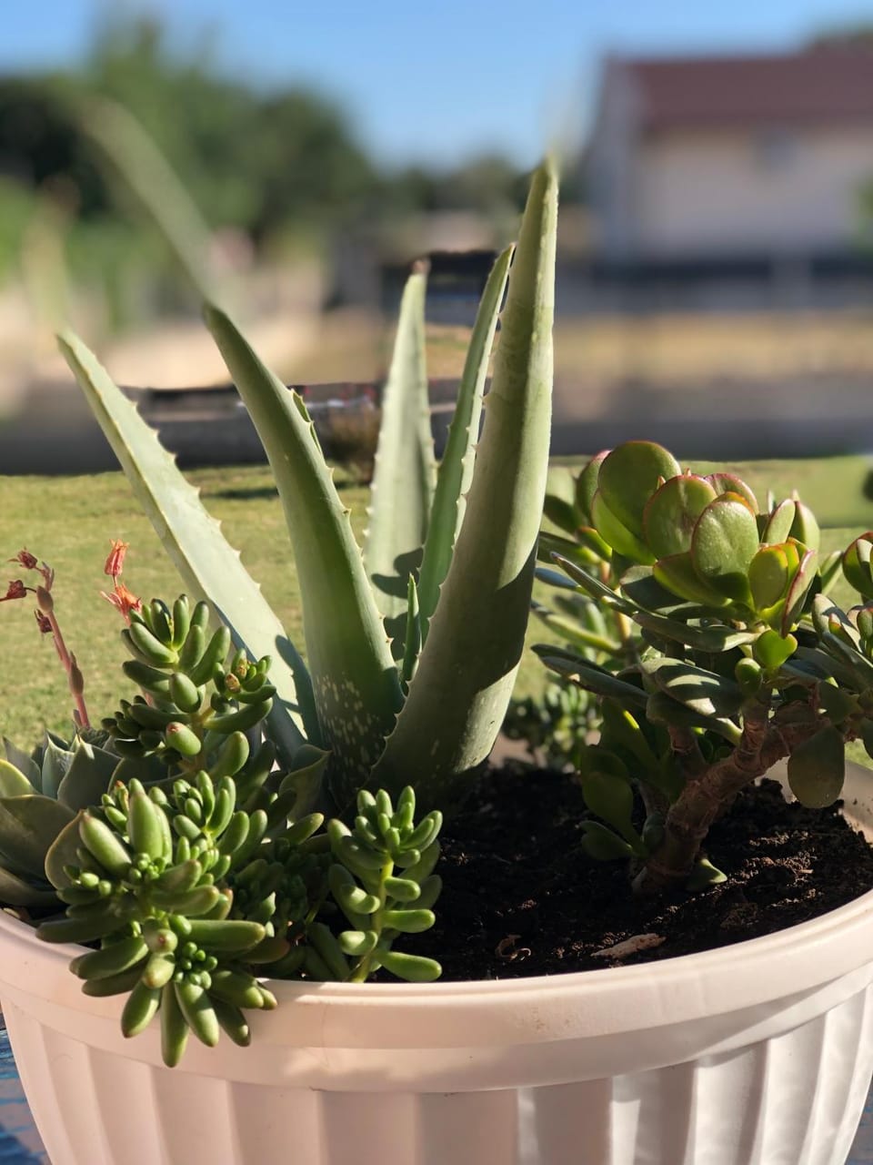 Day, Garden view