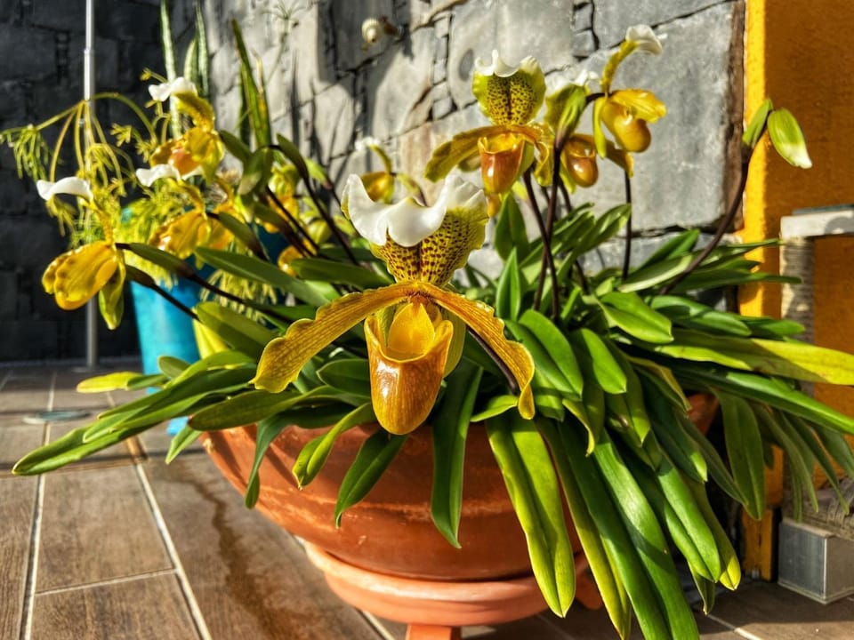 Zeza´s house House in Madeira District