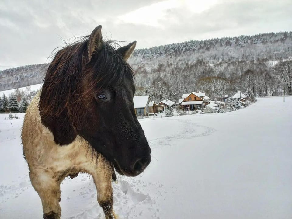 Property building, Day, Winter, Animals