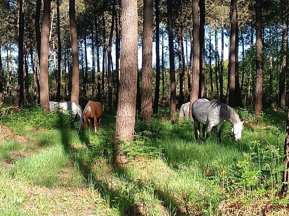 elevage du plec Bed and Breakfast in Nouvelle-Aquitaine