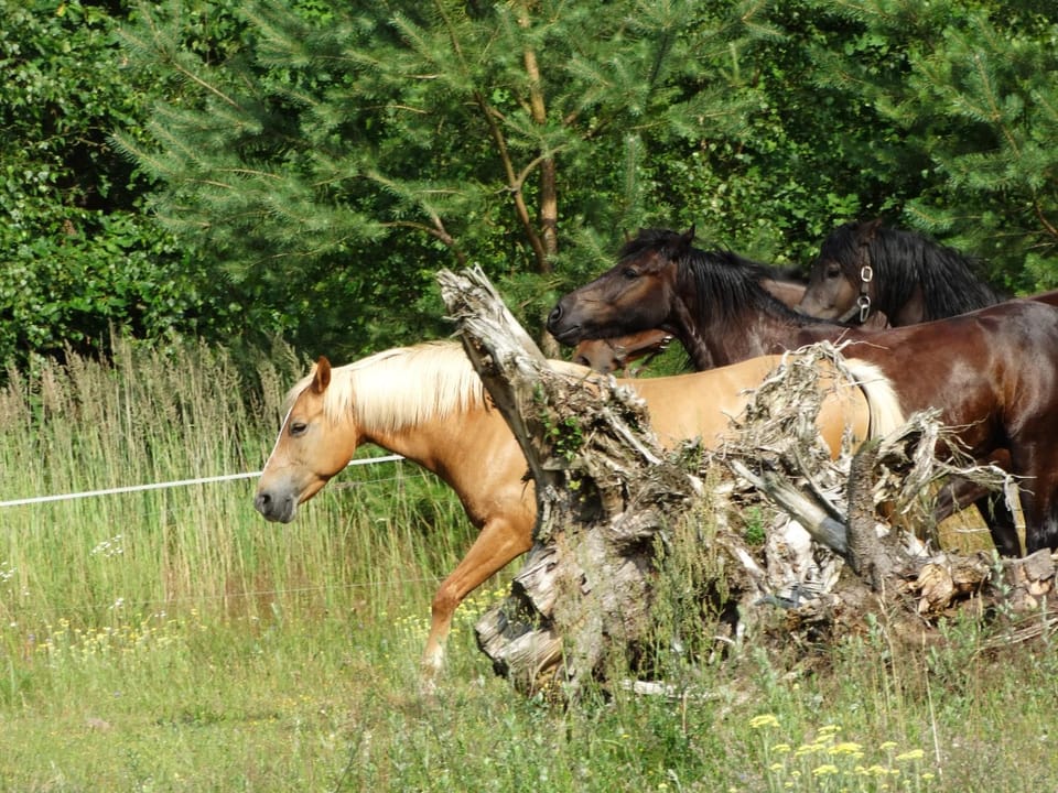Białe Wzgórze Farm Stay in Greater Poland Voivodeship