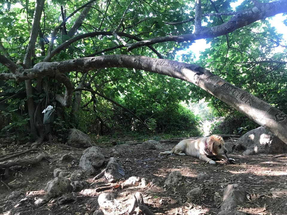 Hiking