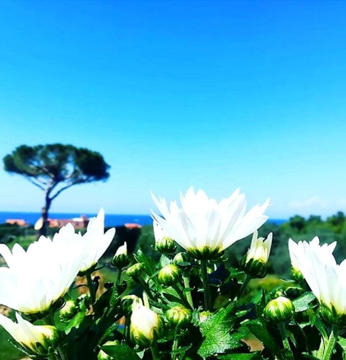 B&b Il sogno Bed and Breakfast in Campania