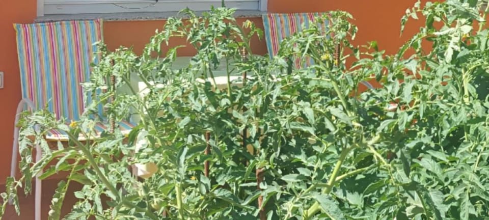 Garden view, Inner courtyard view