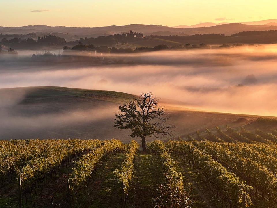 Wine Resort Colsereno Farm Stay in Tuscany