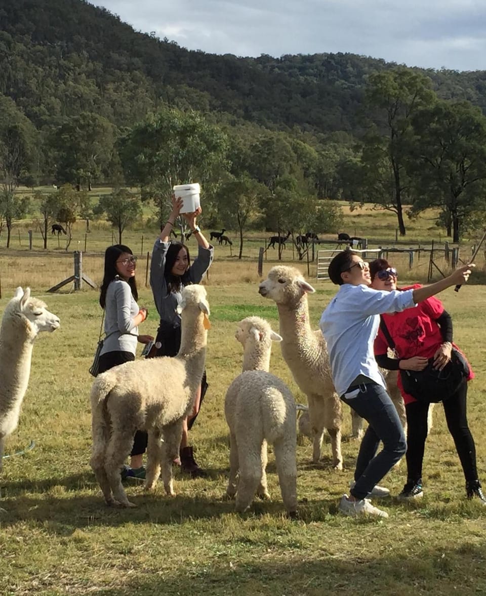 Starline Alpacas Farmstay Resort Resort in Broke