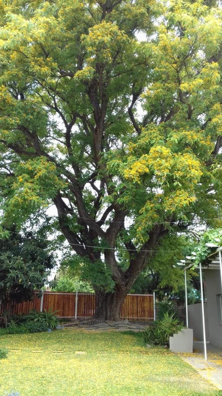 The Big Tree Guest House Bed and Breakfast in South Africa