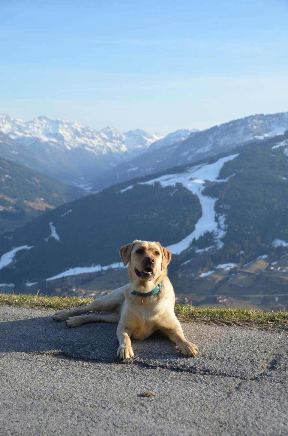 Spring, View (from property/room), Animals, Pets, Mountain view
