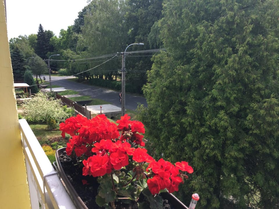Neighbourhood, Garden view