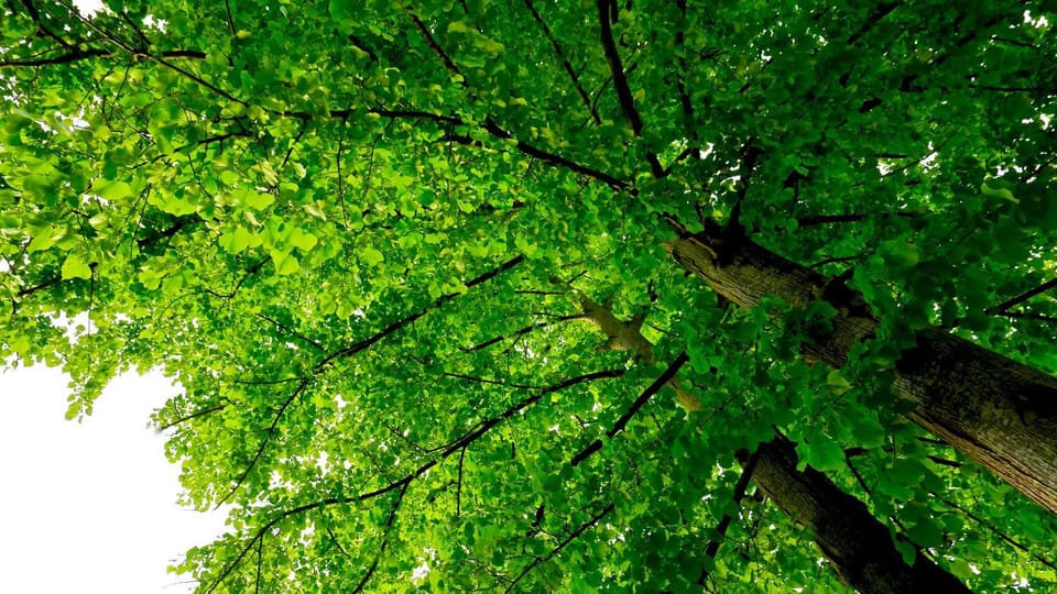 Campeggio Al Bosco Campground/ 
RV Resort in Grado