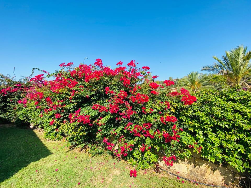 Day, Summer, Garden view