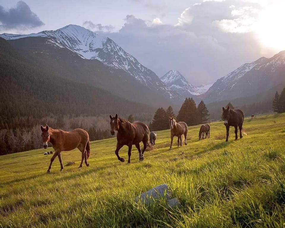 The Wild Game Inn Bed and Breakfast in Salmon River