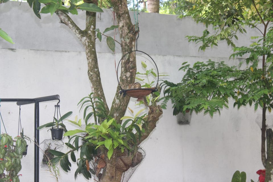 Garden, Animals