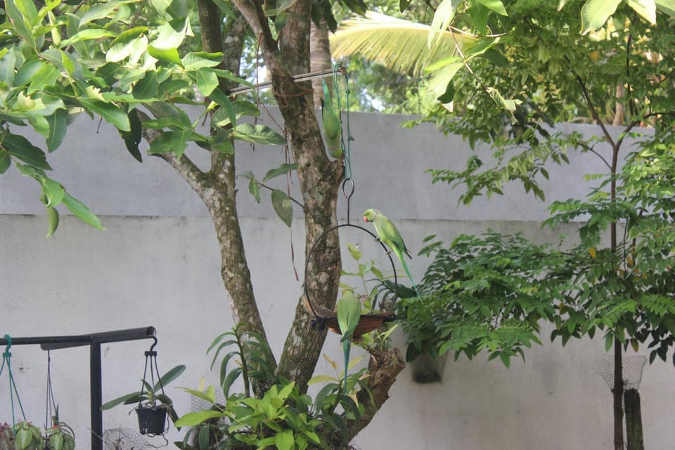 Garden, Animals