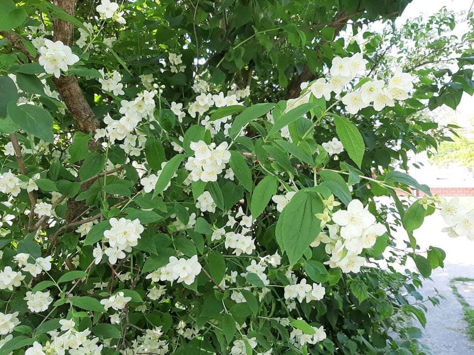 Spring, Day, Garden, Garden view