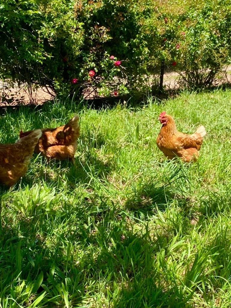 Penguin Seaside Farm House in Penguin