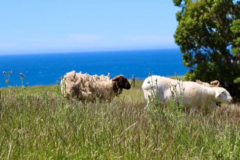 Penguin Seaside Farm House in Penguin