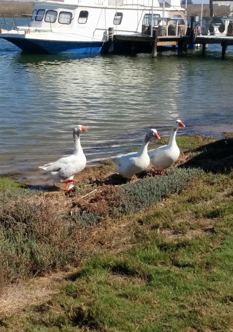 Off site, Natural landscape, Animals