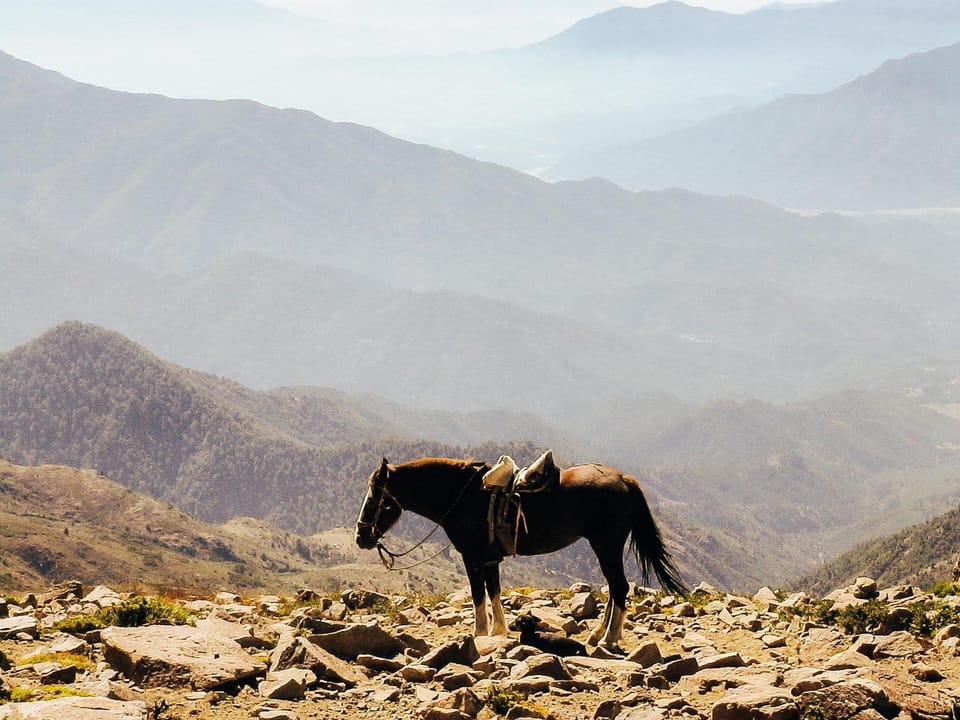 Natural landscape, Activities, Horse-riding, Animals