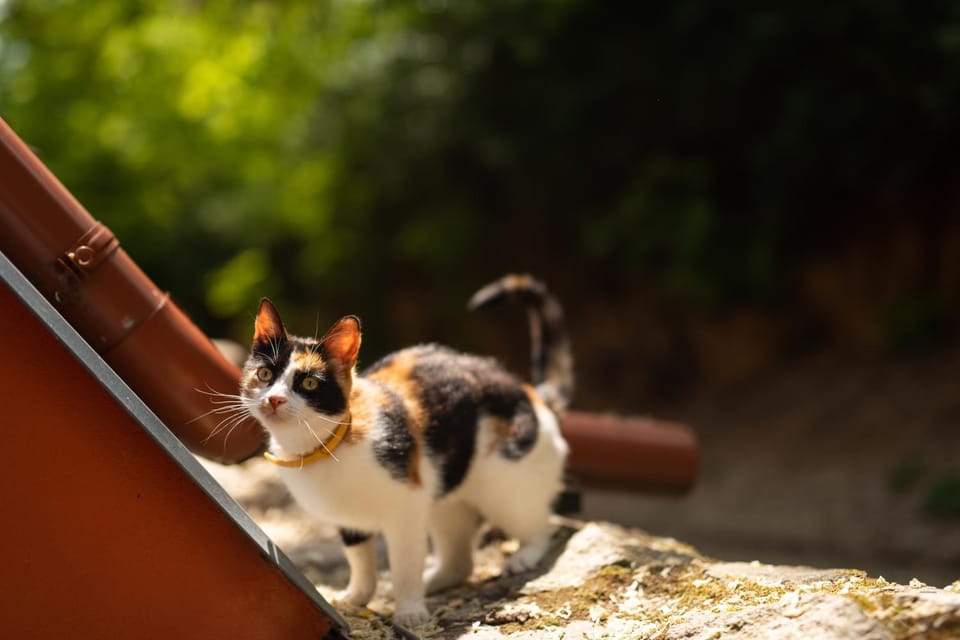 Pets