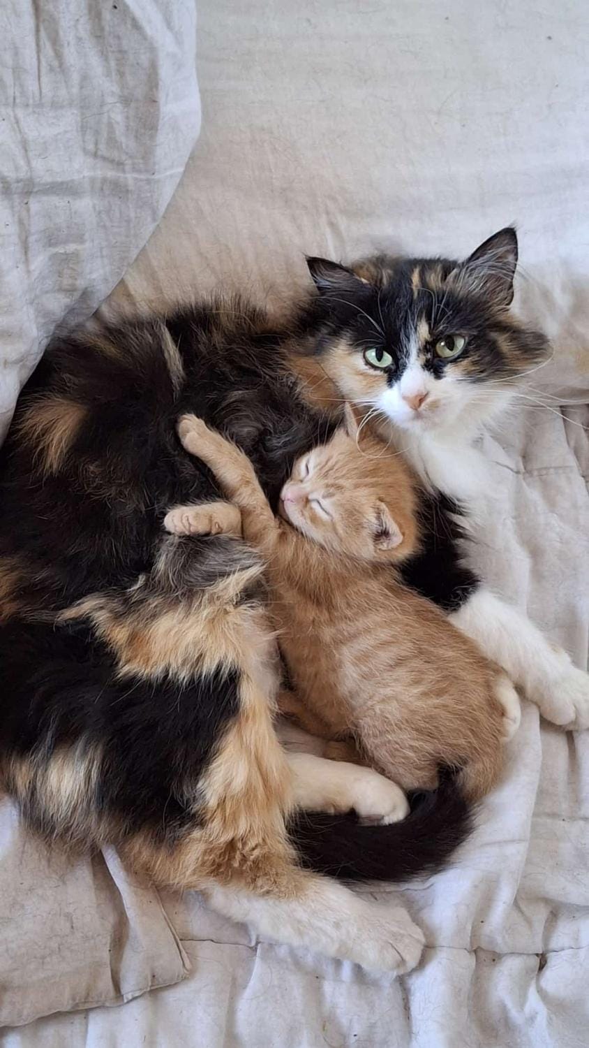Pets