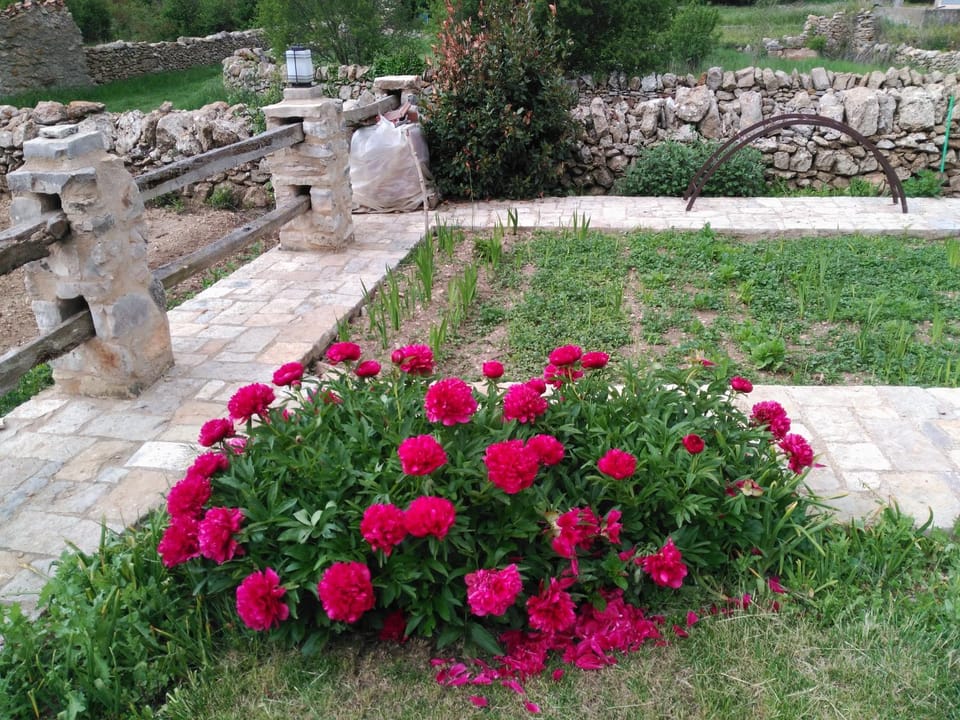 Spring, Garden