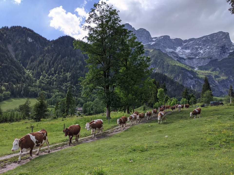 Animals