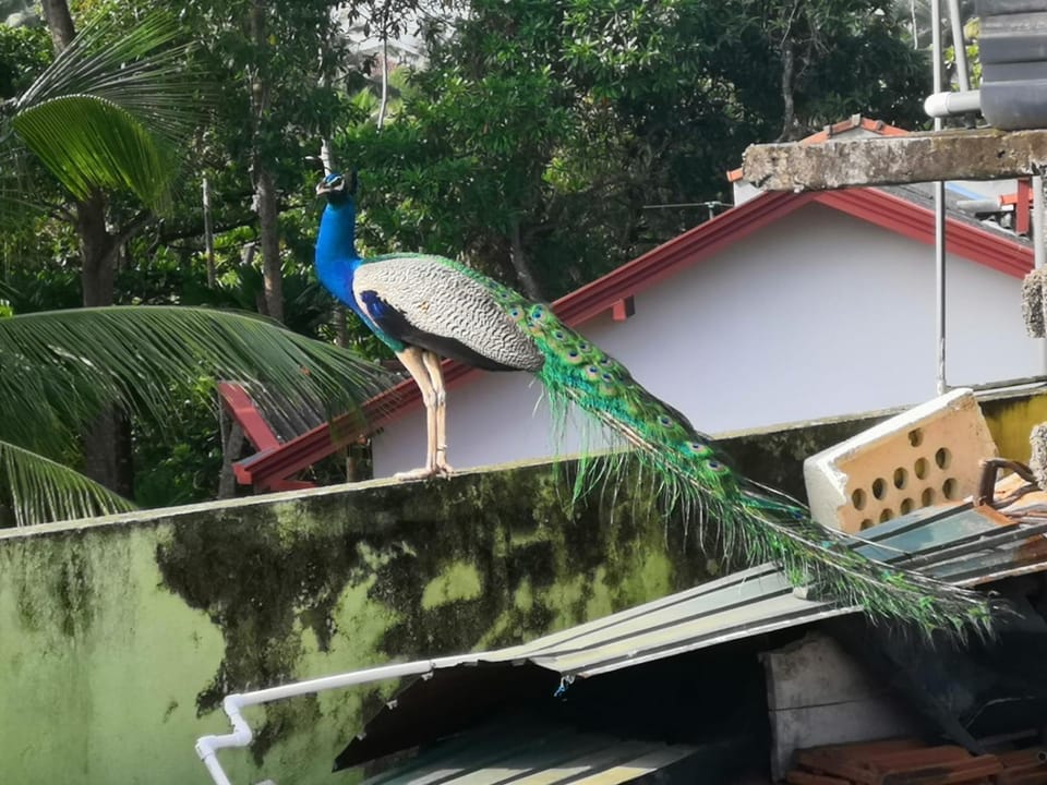 Villa Kivi Bed and Breakfast in Hikkaduwa
