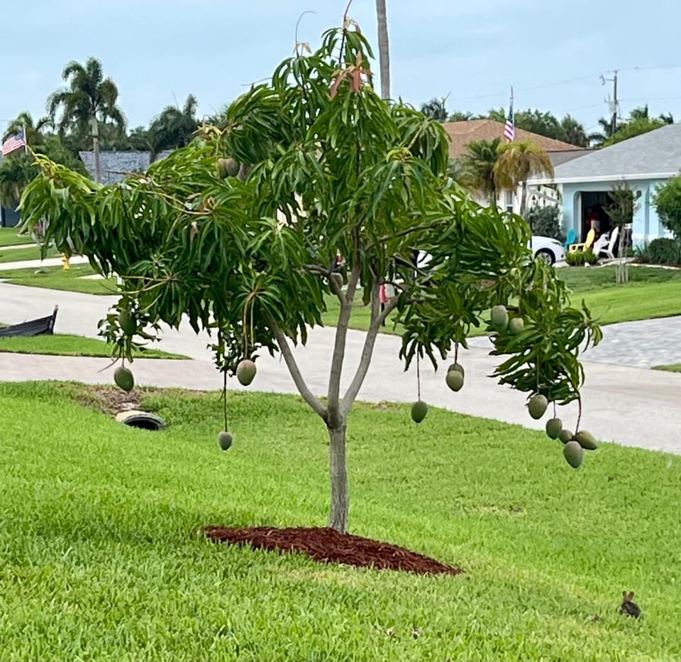 Villa Tortuga - Place to Relax Villa in Cape Coral